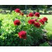 Пион Paeonia Red Charm Пион Paeonia Red Charm